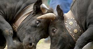 Sollen Eringer Ringkuhk&auml;mpfe fortan ohne Kuhglocken ausgef&uuml;hrt werden?