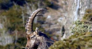 K&ouml;nig der Berge. Ein Alpensteinbock sonnt sich in der felsigen Landschaft oberhalb von Steg-Hohtenn. 