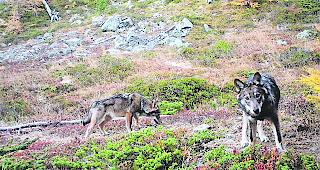 Unbemerkt. Das Wolfsmonitoring der DJFW im Augstbordgebiet hat bisher keine neuen Informationen zum Oberwalliser Rudel geliefert &ndash; rechts die gewilderte W&ouml;lfin F16.  