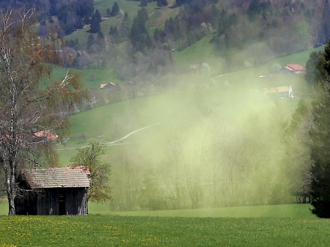 Die aggressiven Birkenpollen sind wieder unterwegs - und vermiesen Allergikern den Frühling. (Archivbild)
