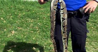 Als die Polizeibeamten beim Fundort eintrafen, war das Reptil bereits tot. 