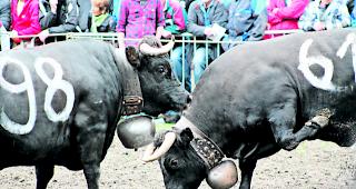 Tanz der Eringerdamen. &Uuml;ber 200 Tiere liefen gestern im Rarner Goler zur Hochform auf.  