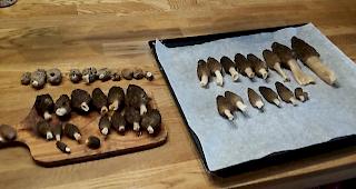 Kaktus war fleissig wie der Osterhase...