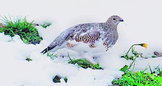 Ger&auml;t immer mehr unter Druck &ndash; ein Schneehuhn im Sommergefieder.