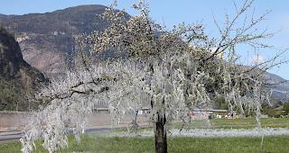 Halb Frühling, halb Winter – durch Frostschutzberegnung bei Obstbäumen in Lalden.