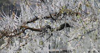 K&uuml;nftig will man dem Frost mit Berieselungsanlagen zu Leibe r&uuml;cken.