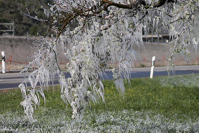 Frostschutzberegnung. Damit die Blühenden Bäume die kalten Nächte überstehen. 