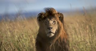 Mehrere Tiere aus einem Zoo waren vor&uuml;bergehend unauffindbar. (Symbolbild)