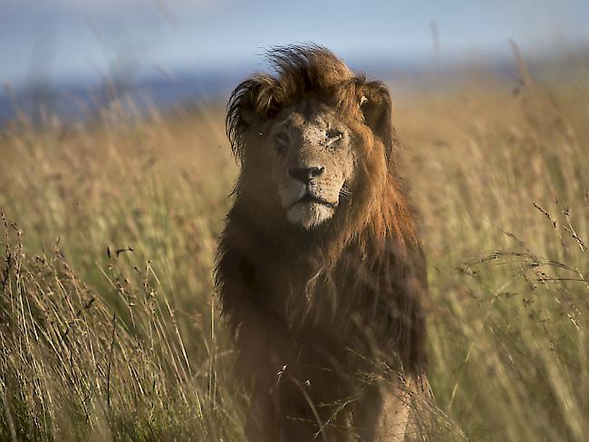 Mehrere Tiere aus einem Zoo waren vorübergehend unauffindbar. (Symbolbild)