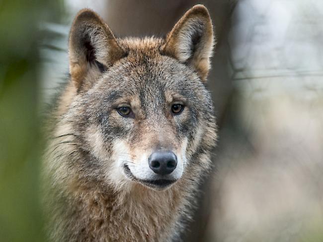 Wegen zahlreicher Schafrisse ist M75 zum «Problemwolf» geworden.