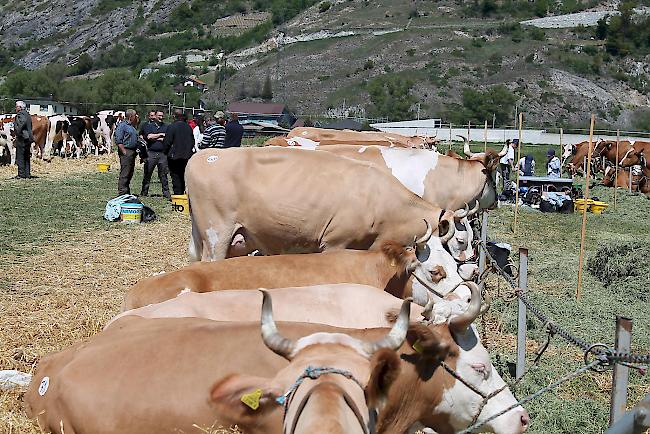 Impressionen von der achten Verbandsausstellung von swissherdbook/wallis.