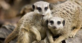 Zwei neue Partner h&auml;tten bei der Mutter des Jungen f&uuml;r Fr&uuml;hlingsgef&uuml;hle gesorgt, heisst es. (Symbolbild)