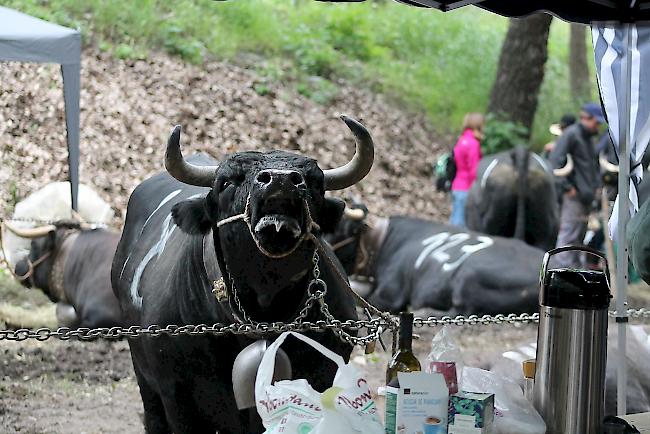 Die für das grosse Finale in Aproz qualifizierten Kühe sowie deren Besitzer und Züchter warten in der Wartezone auf ihren grossen Auftritt.