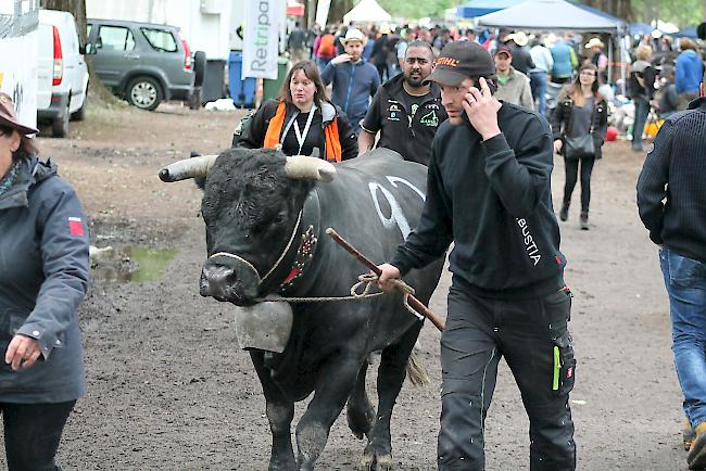 Züchter führen ihre Tiere in die Arena.