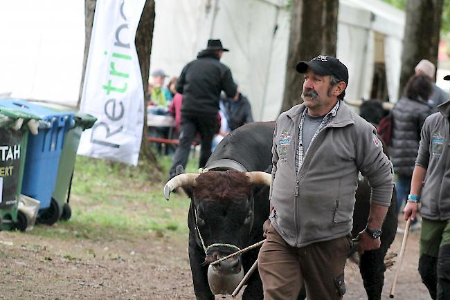 Züchter führen ihre Tiere in die Arena.