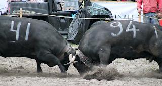 &laquo;Perine&raquo; (Nummer 41) der Gebr&uuml;der Furrer aus B&uuml;rchen ist mit 857 Kilogramm die schwerste Kuh in der Kategorie I.