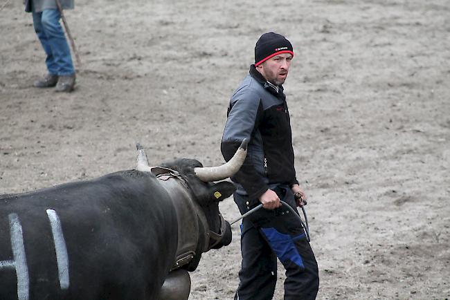 Besitzer Gilbert Furrer führt «Perine» in die Arena. Die neunjährige Kuh ist auf Titelkurs.