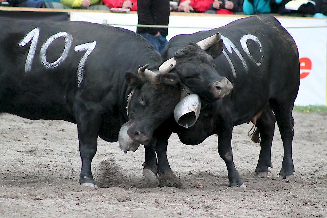 Die letztjährige Siegerin bei den Rindern, «Canaille» aus der Stallung Carthoblaz-Délèze aus Ayent lieferte sich einen langen Abnützungskampf gegen «Parise» von Moulin Joseph aus Vollèges, welche schliesslich auf dem zweiten Rang in der Kategorie Erstmelken wurde.