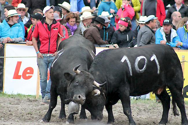 Nach dem Kampf gegen «Bigoudi» (Nummer 142) von Ferme du Carrefour aus Estavannens ist «Canaille» (Nummer 101) Königin bei den Erstmelken.