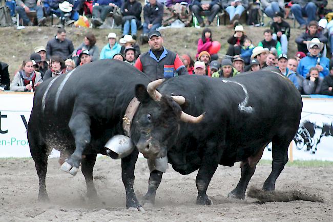 «Tzigane» von Madlen und Diego Wyssen aus Susten schlägt «Sina» Siegerin der Kategorie III von der Familie Leiggener aus Ausserberg beim Final in die Flucht.