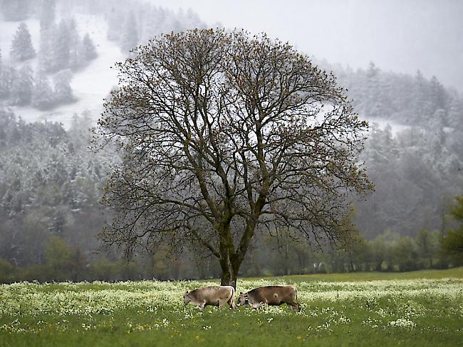 Kontrolleure müssen Landwirtschaftsbetriebe mit Tieren künftig häufiger unangemeldet besuchen. (Archivbild)