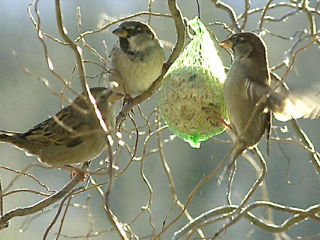 Schweizer Gärten bieten vielen Vögeln einen Lebensraum. Je naturnaher der Garten, desto mehr Vogelarten fühlen sich darin wohl. (Symbolbild)