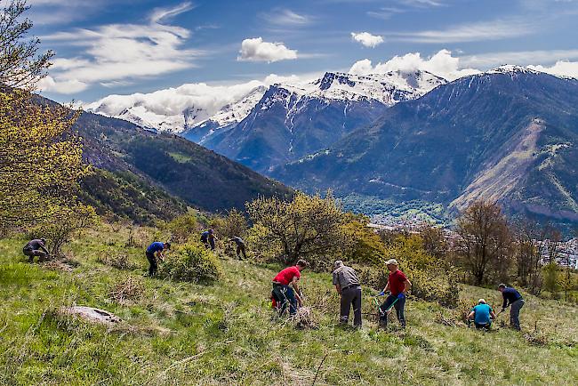 Entbuschung der Rinderweid mit Weitblick ins Rhonetal