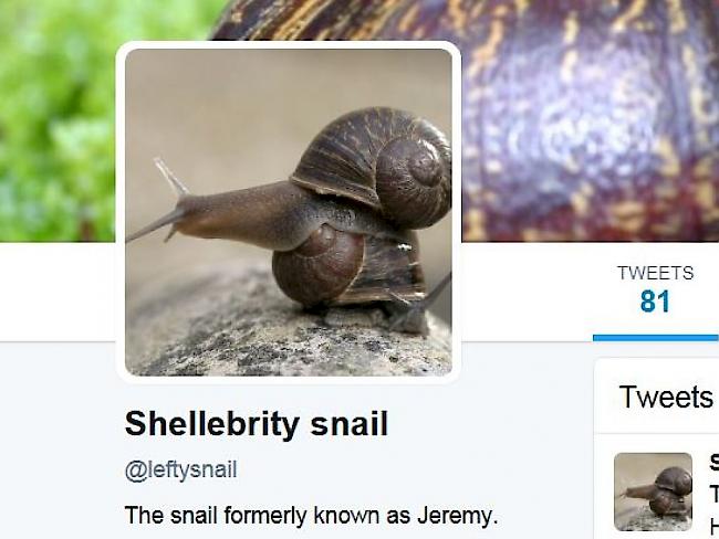 Linksgedrehte Schnecken sind sehr selten und können sich nicht mit rechtsgedrehten Artgenossen fortpflanzen. Forscher suchen per Kontaktanzeige eine besser Hälfte für die linke Schnecke Jeremy (auf Twitter @leftysnail).