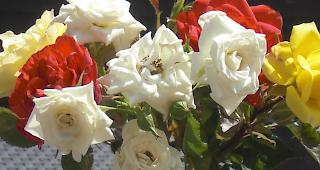 Artus zum Thema Mythos: «Endlich ist der Frühling angekommen! sende hiermit den Beweis dafür: Rosen aus meiner eigenen 'Zucht'.»