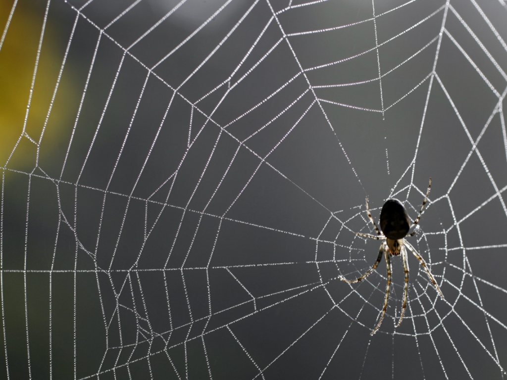 Wegen Spinne aus Auto gesprungen und eingeklemmt | 1815.ch