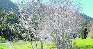 Winterb&auml;ume im Sommer. Die Gespinstmotten ummanteln die &Auml;ste mit einem dichten Netzgewebe. 