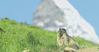 Offenbar nicht bei allen beliebt &ndash; ein Murmeltier vor dem Matterhorn.