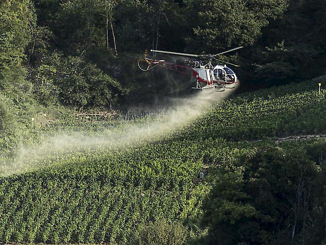 Bis 2020 sollen weder Pestizide noch Dünger entlang von Oberflächengewässern eingesetzt werden. Im Bild ein Helikopter, der im August 2016 Reben bei Siders gegen Ungeziefer und Pilzbefall besprüht.