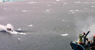 Japans Walf&auml;nger haben trotz weltweiten Protesten wieder mehr als 170 Meeress&auml;uger get&ouml;tet. (Archiv)