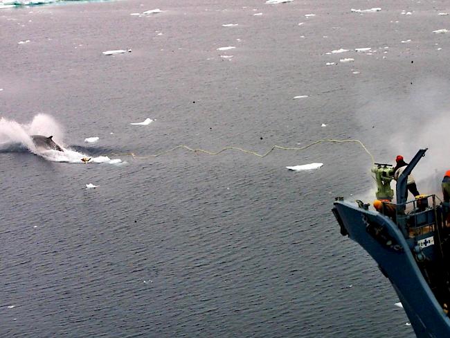 Japans Walfänger haben trotz weltweiten Protesten wieder mehr als 170 Meeressäuger getötet. (Archiv)
