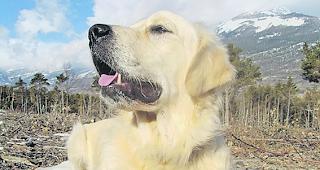 In Baltschieder bereiten frei lau&shy;fende Hunde Sorgen.