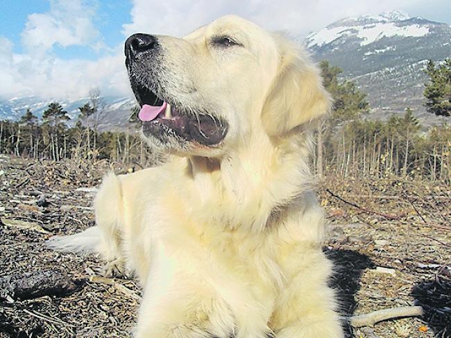 In Baltschieder bereiten frei laufende Hunde Sorgen.