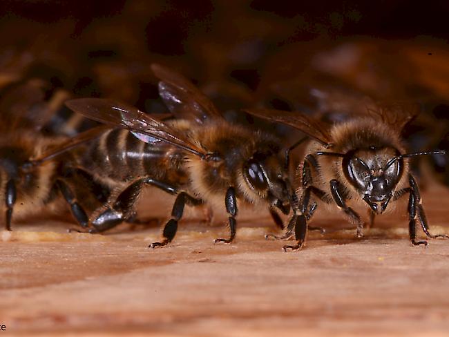 Diese Bienen haben den Winter gesund überstanden und arbeiten für Bestäubung und Honigernte.