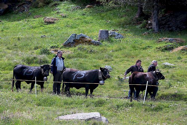 Bsetztag auf der Tschorralp: Die Tiere werden von ihren Besitzern in den Pferch geführt. 