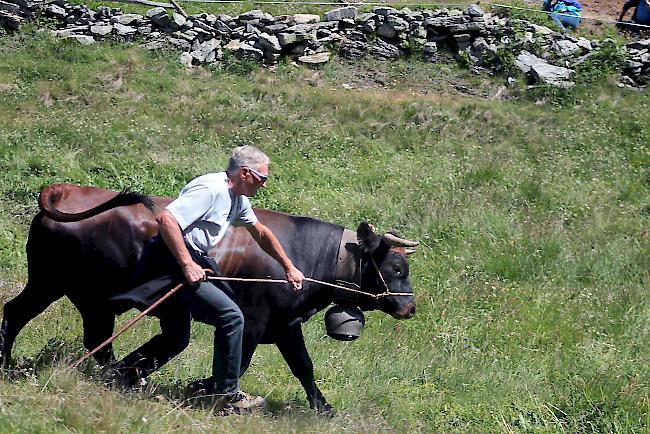 Am Samstagmittag um 11 Uhr wurden die Eringerkühe auf der Tschorralp für rund eine Stunde ein erstes Mal zusammengeführt. 