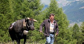 15 Eringerk&uuml;he wurden am Samstag auf Tschorr aufgealpt. 