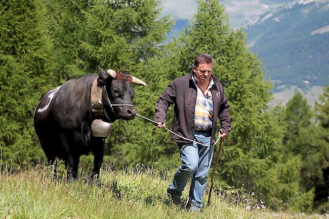 15 Eringerkühe wurden am Samstag auf Tschorr aufgealpt. 