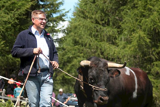 SVP-Nationalrat und Landwirt Toni Brunner hat am Samstag zwei Eringerkühe zur Sömmerung auf die Tschorralp gebracht.