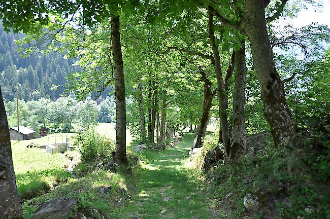 Der historische Wanderweg führt von der Natischer Kirche bis zum Aletschbord.