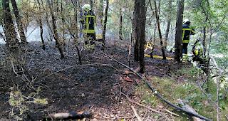 Rauchschwaden. Das Feuer im Pfynwald verbrannte rund 1500 Quadratmeter Wald.