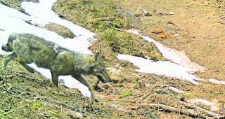 Fotofallenbild. Ein Wolf in der Augstbordregion im Fr&uuml;hjahr 2017 (Archivbild).