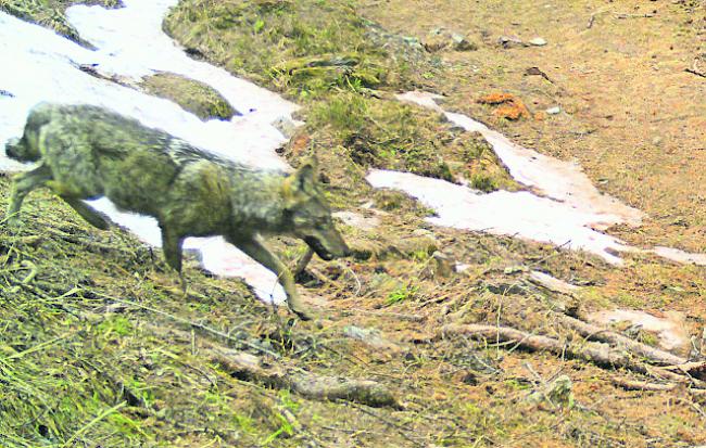 Walliser Wolf. Fotofallenbild eines Wolfs in der Augstbordregion vom Frühjahr 2017. 
