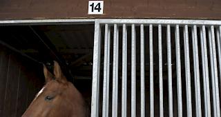 F&auml;lle von Tierqu&auml;lerei sollen mit vermehrten Kontrollen besser aufgedeckt werden. (Archivbild)