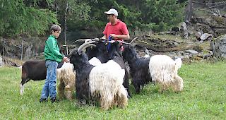 Reto Fux und sein Sohn Giuliano auf ihrer Bockweide.