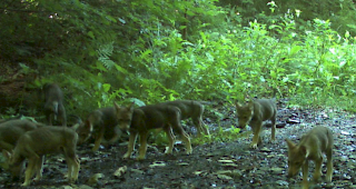 Jungw&ouml;lfe des Calanda-Rudels. Wolfshybride sind laut dem BAFU kein Thema (Symbolbild).